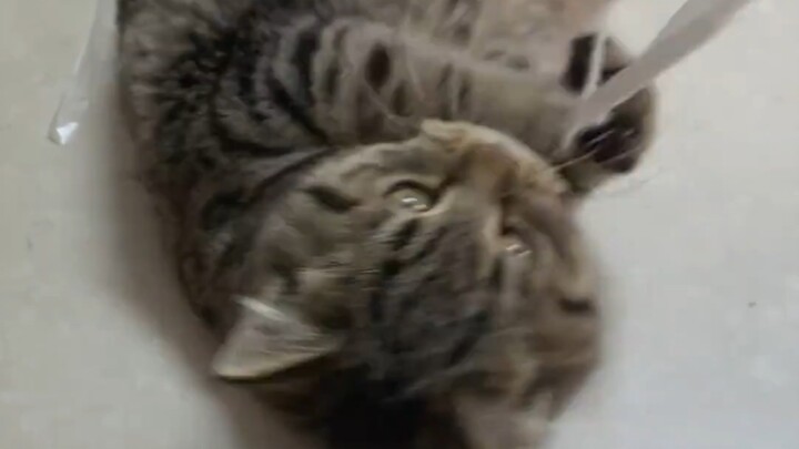 Kepala toko kucing di bengkel mobil