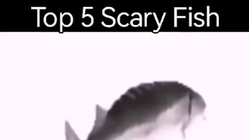 Top 5 Scary Fish! - 五大可怕的鱼