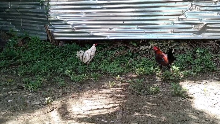 white kelso vs asil roundhead