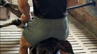 带猪健身减脂第18天