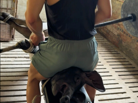 Ngày thứ 18 tập thể dục giảm mỡ cùng lợn