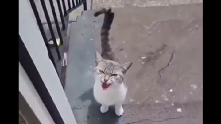 แมวเกลียด主人ที่มาเปิดประตูช้า 😂