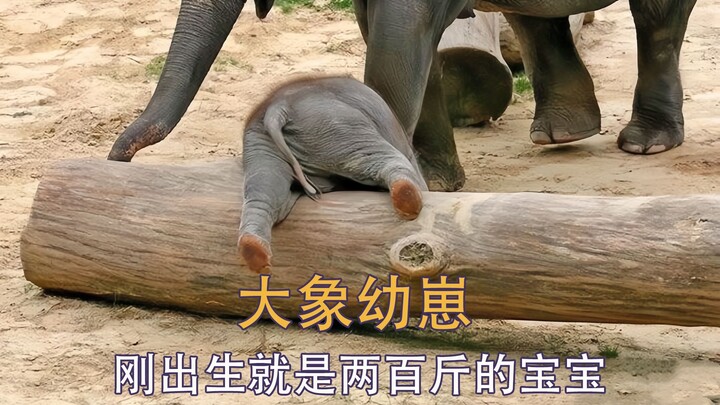 Bayi gajah yang lucu dan cerdik terjatuh karena tersandung belalainya sendiri saat berjalan, lalu me