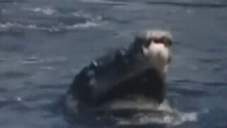 1980年美国一小伙跳伞过程中意外跳入鳄鱼池，被数个鳄鱼围攻，惨遭死亡翻滚