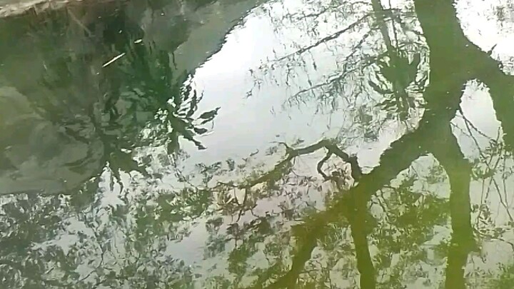 #Manila zoo 🐊