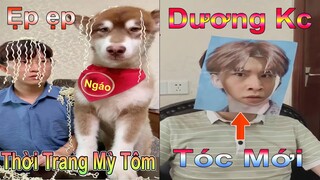 Dương KC | Ngáo Husky nấu mỳ tôm lửa | Dương kc có tóc mới | chó mèo đáng yêu | Thú Cưng TV