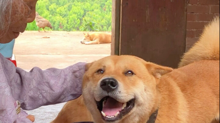 The big shot visits grandma on time every day, full of affection as they part.