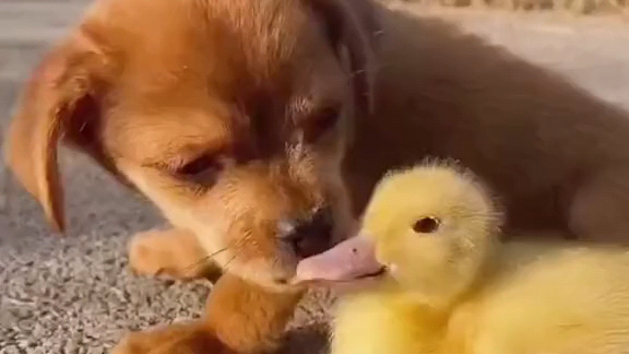 Dog & Duck