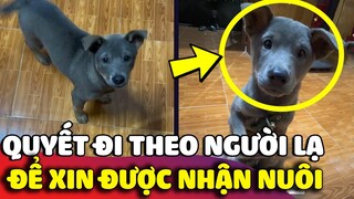 Chú chó 'MẶT DÀY' quyết tâm đi theo người lạ về tận nhà để được 'NHẬN NUÔI' 😅 Gâu Đần