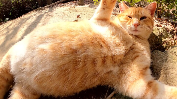 Seekor kucing imut memamerkan perut besarnya kepada manusia dalam pose yang benar-benar tak berdaya