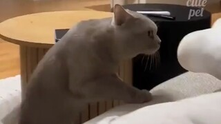 可爱猫猫