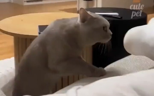可爱猫猫