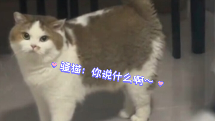 แมวซ่า: แกพูดอะไรน่ะ~ ฉันโดนเจ้าจงใจทำให้สะดุดเองนะ!