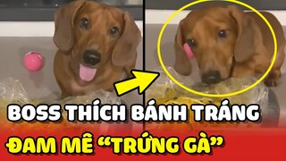Chú chó THÔNG MINH thích ăn BÁNH TRÁNG TRỘN và đặc biệt là TRỨNG GÀ 😍 | Yêu Lu