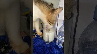 SUSUNYA DI MINUM KUCING NANGIS..!