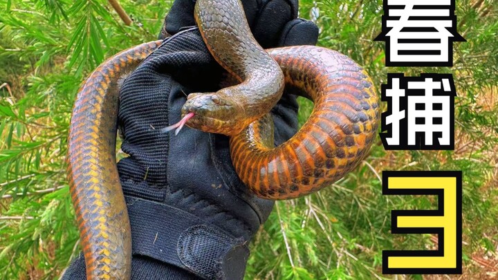 Spring Fishing, Episode 3: The Yellow Eels Are Free!