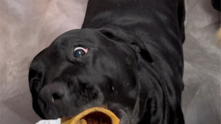 Are dog owners always like this when eating out?