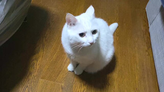 Da Mi: When it comes to disappointing Aunt Jiang, I've never let her down.