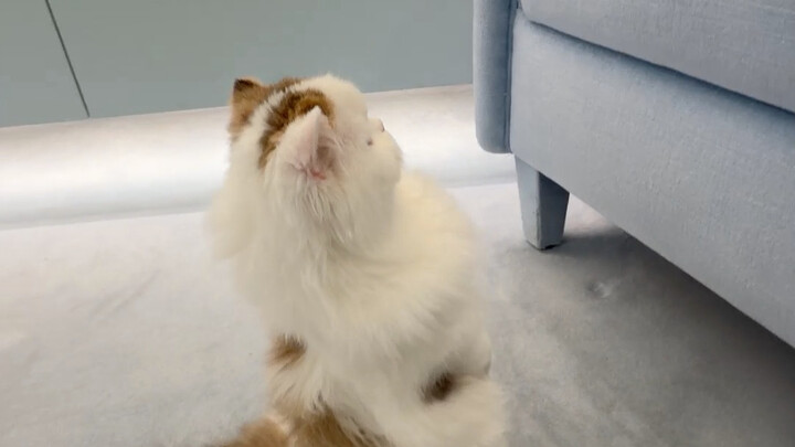 【เมสซี่ชูเมียว Messi】วิดีโอล่าสุดลงแล้ว ฝากติดตามด้วยนะ!