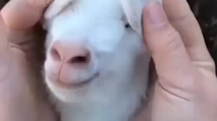 بيضة مقليّة تزيد قيمتها عن مئة مليون "آي" "المحبّة العائلية"