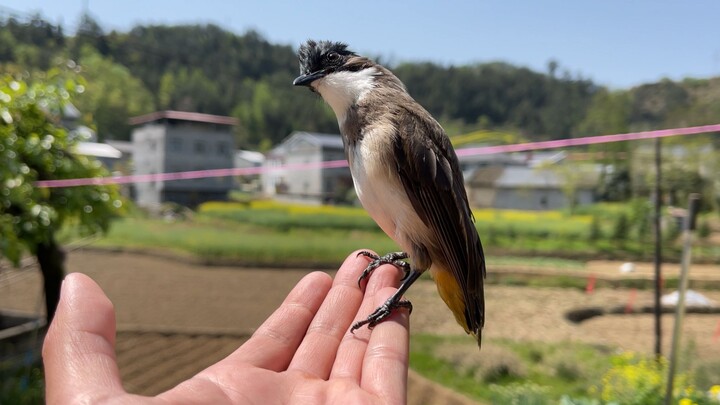 Treat small animals well, and they’ll even wake you up.