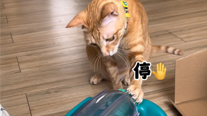 Lagi-lagi hari di mana Xiao Mi mendampratku