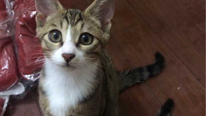 Kucing Li Hua Tiongkok berwajah bak dewa; kucing jantan selain terkenal kelewat polos, juga bisa san