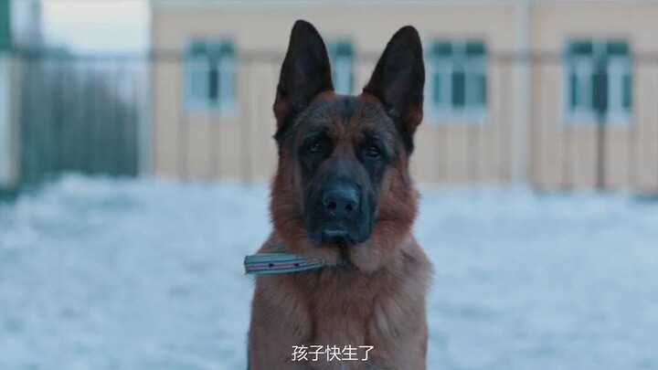 เป็นคนพิถีพิถันสุดๆ ขอสาบานด้วยนามสุนัข! ฮ่าๆ