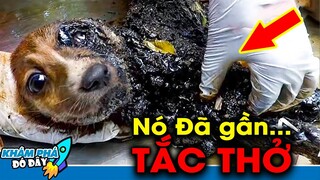 10 Lần Con Người Giải Cứu Động Vật CỰC CẢM ĐỘNG Khiến Người Sắt Đá Nhất Cũng Bật Khóc Nức Nở