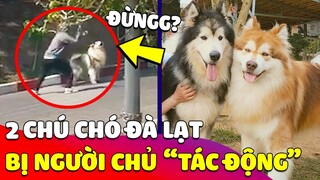 Chú chó hay 'CHỤP HÌNH' ở Đà Lạt bị chủ 'TÁC ĐỘNG VẬT LÝ' chỉ vì em không nghe lời 😢 Gâu Đần