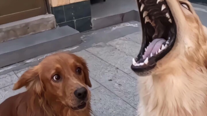 “There are so many golden retrievers with that old, droopy-eyed look.”