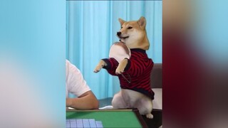cúncon chó_cưng animal TikTokGGVN PhimHayMoiNgay KhoanhKhacDatGia