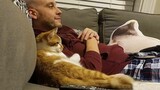 Cat Becomes Totally Obsessed With His Human - Cat and Human Moments