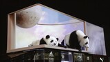 Panda 3D di Taikoo Li Chengdu