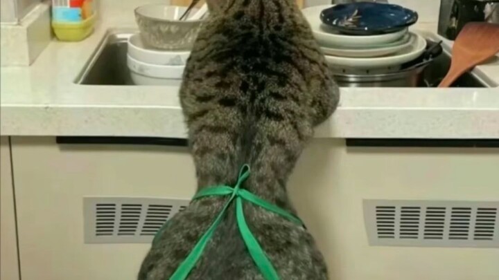 Cat: Why doesn’t she still believe I can do a backflip?