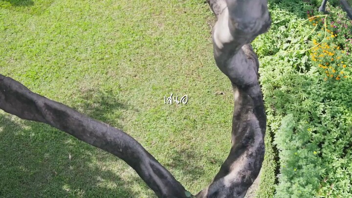 The miracle of teddy bear episode 5 English sub