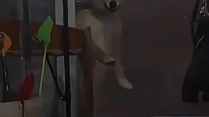 【物种的进化】科目三（柴犬仙人版）