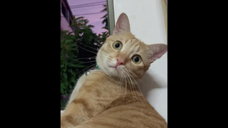 นุดจับได้ว่าเเอบมองสาว ตีกล้องเเก้เขิน😹