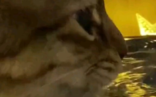 Kitten drinking water