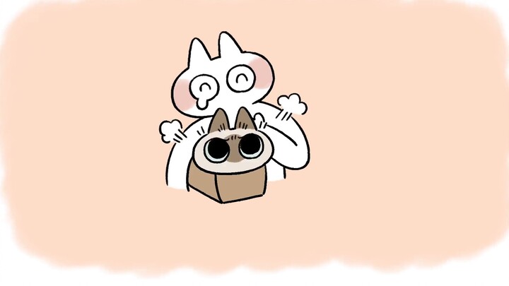 [Mèo Xiêm Xiaodoumu] Hoạt hình thứ chín về Xiaodoumu bị "trói" (lần sau tôi chắc chắn sẽ dùng cát vệ