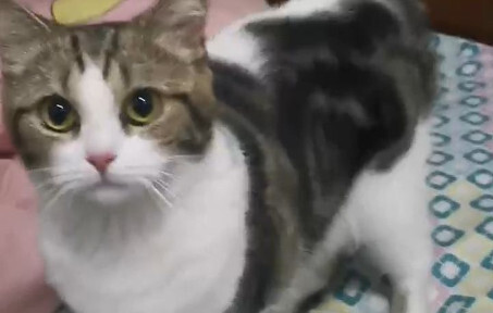 Kakak‑kakak, kucing jenis apa ini? Kok semakin dipelihara malah makin aneh saja