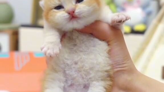 🥺🥺🥺😳😳😻😻😻😻🥳love