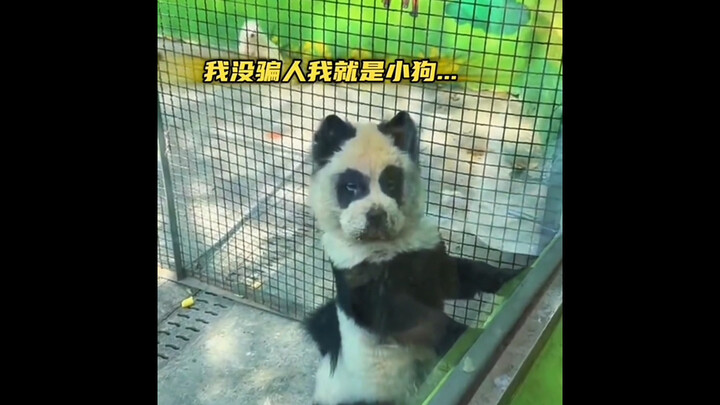 “Copycat Animals at the Zoo”