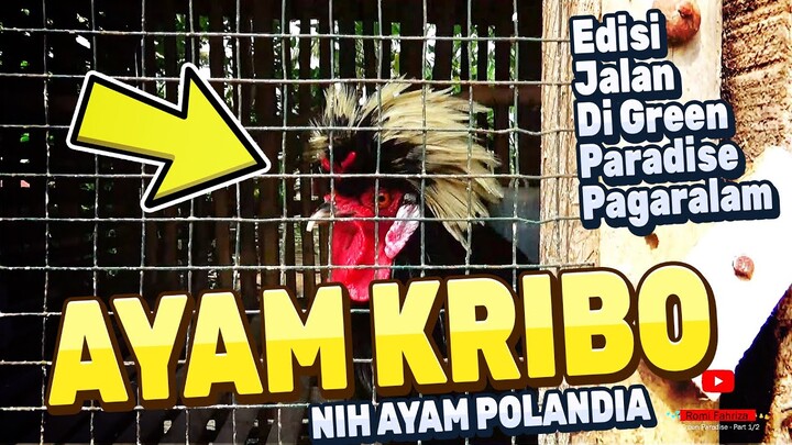 Green Paradise Pagaralam (Part 1 dari 2) | Jalan-Jalan ke Alam Hijau Pegunungan