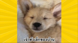 สัตว์เลี้ยงเพื่อนขนปุย : เจ้าตัวเล็กของบ้าน