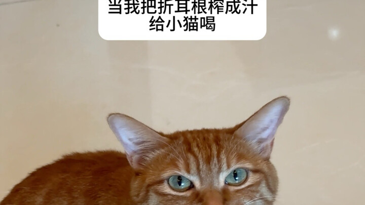 Xiao Mao, kenapa kamu tidak makan dan minum sama sekali!