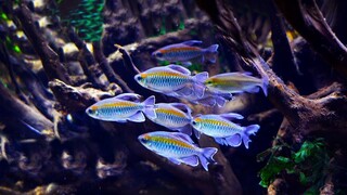 ikan hias kecil air tawar aquarium yang cantik - congo tetra