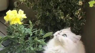 cat with flowers 🌺🌹