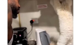 Try a different approach—hating cats can actually be helpful too!