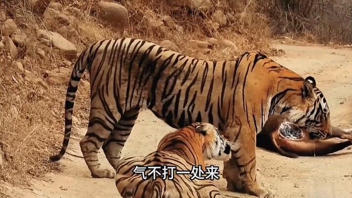 Harimau betina pengin makan makanan harimau jantan, tapi cara si harimau jantan bikin semua orang ta